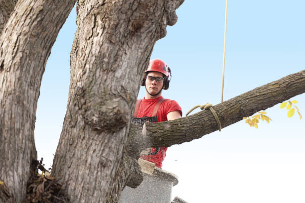 Best Emergency Tree Removal  in Herricks, NY